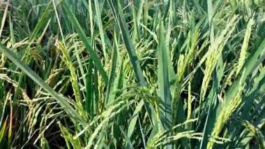 Güneş batarken gökyüzü saatinde parlayan yeşil doğal dağ sırasının arka planına sahip yeşil pirinç tarlalarının yakın görüntüsü. Tarım tarlası çiftliği.