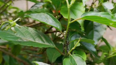 Yakın plan çekim. Siyah karıncalar ağaç dalında yürüyorlar.. 