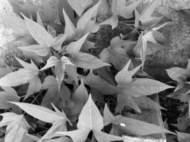 Tatlı patatesler bakımı yapılmadan bile gelişir. Yakın plan..