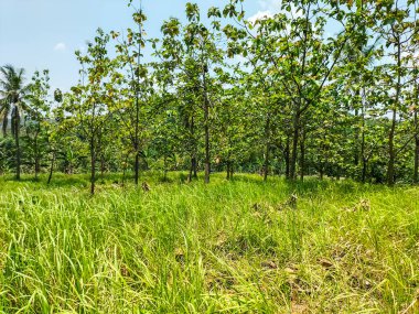 Dağların doğasına ve izole edilmiş beyaz gökyüzüne bakın. Çimenler. Orman.