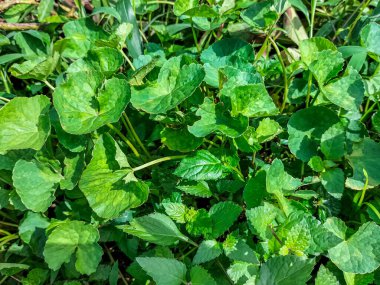 Centella Asiatica, Gotu Kola ya da Hint pennywort 'unun yakın görüntüsü. Yapraklar küçük ve dalgalı kenarlı yelpaze şeklinde..