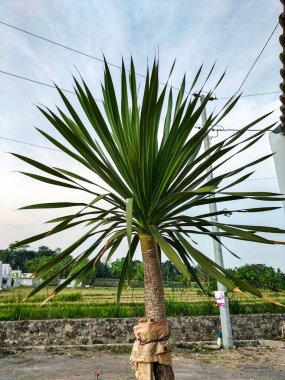 View of Balinese pandan. Trees that thrive on the roadside.