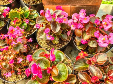 Seçici odaklanma. Bahçede pembe balmumu begonya çiçeği. Begonya semperfloren cultorum. Güzel çiçekler..