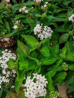 Pentas çiçeği mi yoksa saksıdaki Pentas Lanceolata mı? Doğu Afrika 'dan Güney Arabistan' a kadar uzanan süslü bir çiçek bitkisi. Sık sık çiçek açan çiçekler. Seçici odak.