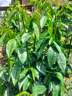 Sauropus çift cinsiyetli ya da katuk yapraklı ya da organik sebze bahçesindeki katuk ağacının yakın görüntüsü. Seçici odak.