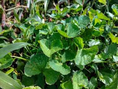 Pegaga yaprağının yakın görüntüsü. Yerel organik bitki Endonezya 'da güzel bir arka plan oluşturuyor..
