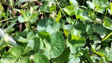 Bitki bitkisi pegagan yaprakları veya Centella Asiatica veya Gitu kola. Seçici odak.