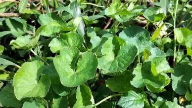 Bitki bitkisi pegagan yaprakları veya Centella Asiatica veya Gitu kola. Seçici odak.