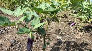 Seradaki çalıların üzerinde olgunlaşan patlıcan. Patlıcan çalısı. Tarım kavramı. Mor patlıcan çeşitleri.