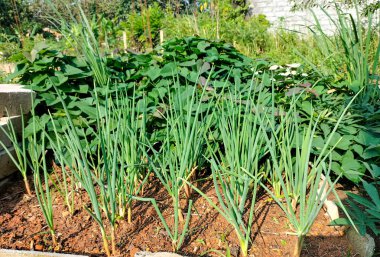 Yeşil soğan yetiştirmenin yan görünüşü organik bahçe. Soğanlı sebze yatakları.