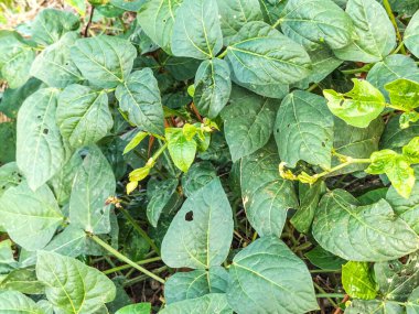 Mung fasulyesi yapraklarının yakın görüntüsü, yeşil gram. Endonezya 'daki tarım alanında Mung fasulyesi yetiştirme.