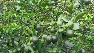 Seçici odaklanma. Organik çiftlikte kireç ağacı topluyorum. Anahtar limon. Asit kireci. Misket limonu. Görüntü.