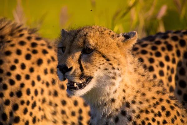 South Africa - Sabi Sand Game Reserve — Stock Photo, Image