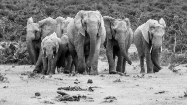 Filler Addo Elephant Park, Güney Afrika
