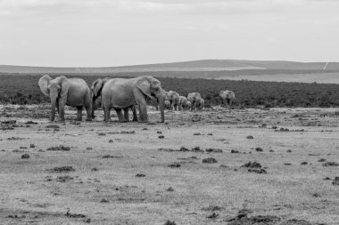 Filler Addo Elephant Park, Güney Afrika