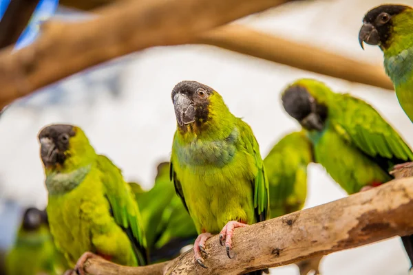 Mundo de las Aves Ciudad del Cabo — Foto de Stock