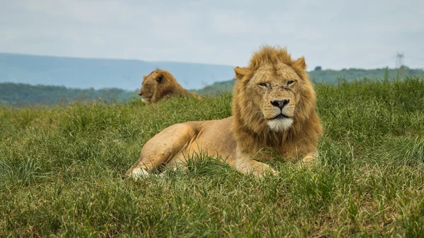 Arrepiante Lion África do Sul — Fotografia de Stock