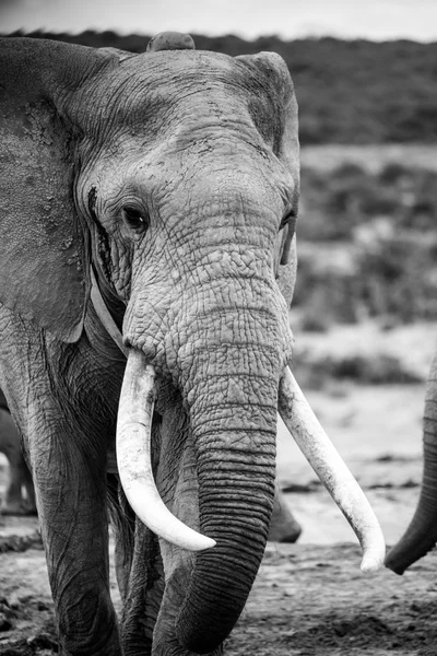 Elephants at Addo Elephant Park, South Africa — Stock Photo, Image