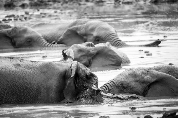 Elefantes en Addo Elephant Park, Sudáfrica — Foto de Stock