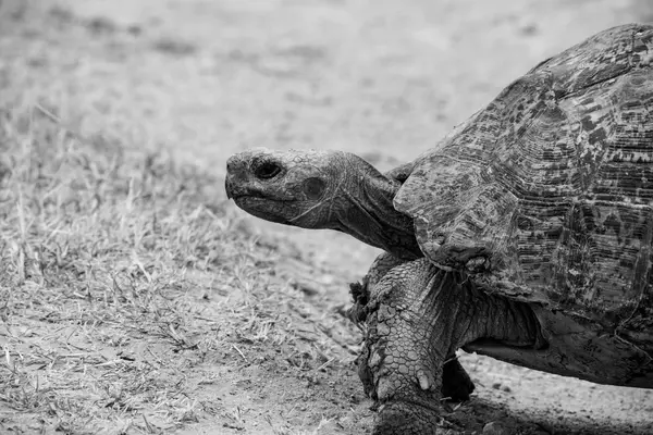 Elefantit Addo Elephant Parkissa, Etelä-Afrikassa — kuvapankkivalokuva