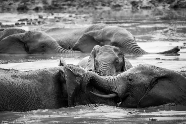Elefanter på Addo Elephant Park, Sydafrika — Stockfoto