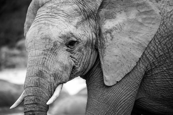 Elephants at the Addo Elephant Park, South Africa