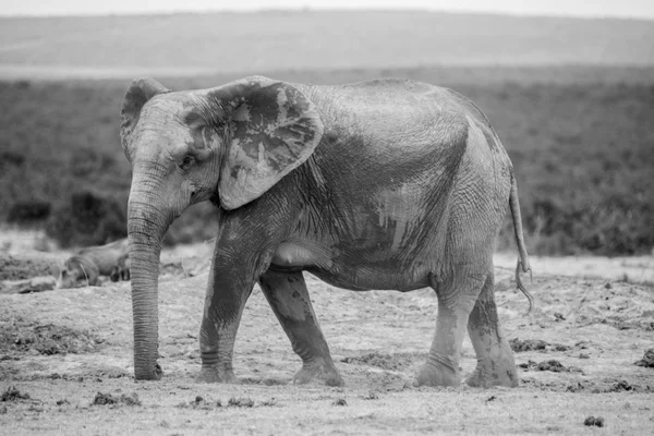 Elephants at Addo Elephant Park, South Africa — Stock Photo, Image