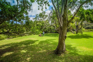 KIRSTENBOSCH Gardens - Güney Afrika