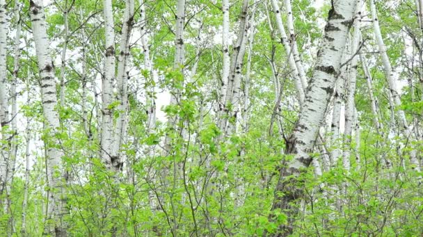 Bouleaux soufflant dans le vent — Video