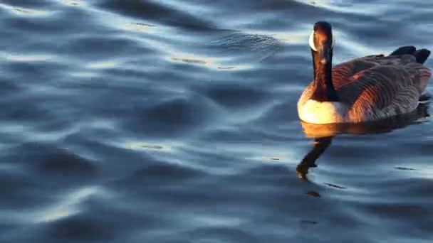 水泳カナダのガチョウ — ストック動画