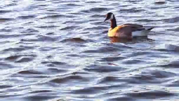 ガチョウの青い湖を泳ぐ — ストック動画