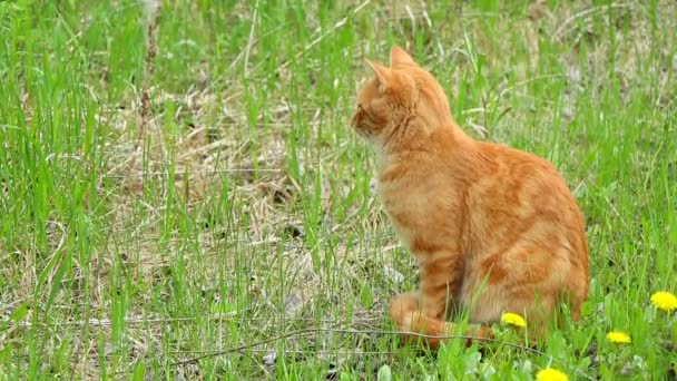 Gato laranja na grama — Vídeo de Stock