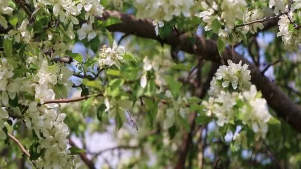 White Spring Blossoms — Stock Video