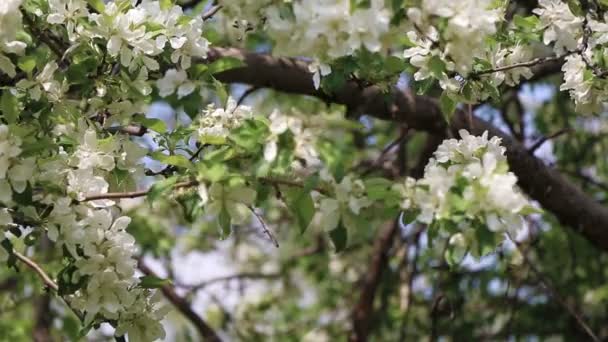 Flores blancas en un árbol — Vídeo de stock