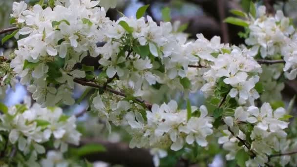 Floraciones de primavera blanca — Vídeo de stock