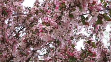 Pembe bahar çiçekleri bir ağaç üzerinde 