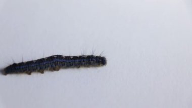 Beyaz bir arka planda yürüyen cankerworm