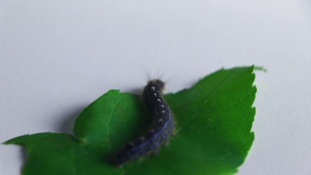 Cankerworm kruipen omhoog een blad — Stockvideo