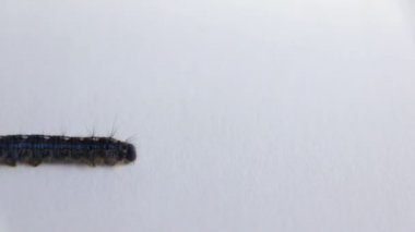 Sürünerek cankerworm soldan sağa 