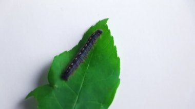Bir yaprak kadar tarama cankerworm 