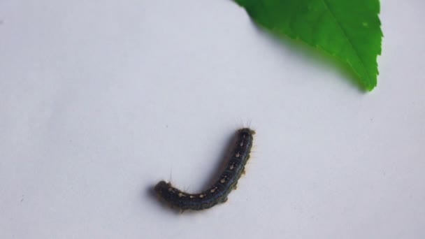 Cankerworm arrastrándose por una hoja — Vídeo de stock