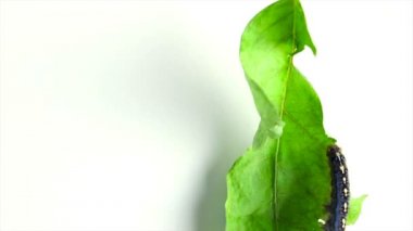 Cankerworm bir yaprak kadar beyaz bir arka planda tarama