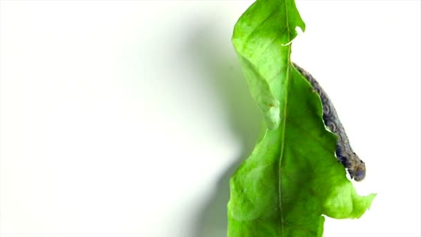Cankerworm rampant sur une feuille sur un fond blanc 