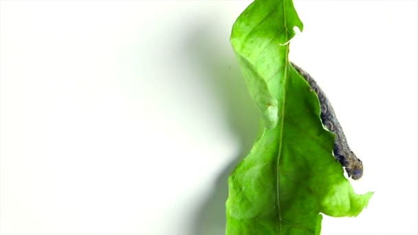 Cankerworm kryper ner ett blad på vit bakgrund — Stockvideo