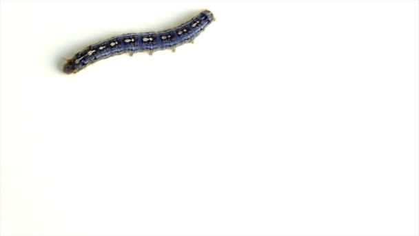 Cankerworm caminando a través de un fondo blanco — Vídeo de stock