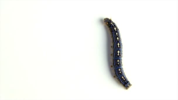 Cankerworm svisle kráčela na bílém pozadí — Stock video