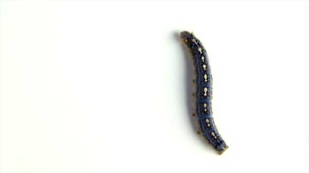 Cankerworm marchant verticalement à travers un fond blanc 