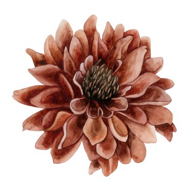 Koyu Kırmızı Dahlia. Sonbahar bahçesi çiçeği. Suluboya el çizimi çiçek çizimi, düğün evi tasarımı için beyaz arka planda izole edilmiş tekstil kumaş baskı kartı kozmetik paket çanak çömlek.