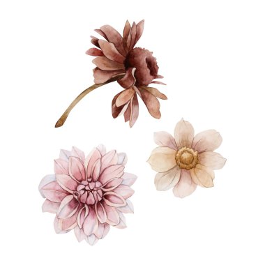 Sonbahar çiçekleri. Dahlia Kasımpatı Echinacea. Suluboya el çizimi çiçek çizimi, düğün tasarımı için beyaz arka planda izole edilmiş tekstil baskı kozmetik paket çanak çömleği.