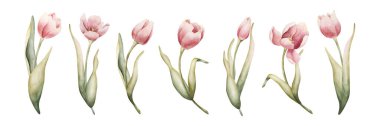 Pink Tulip Spring Bulb Flowers Set. Watercolor hand drawn floral illustration isolated on white background Easter Woman's day design textile fresh fabric print card cosmetic package porcelain crockery